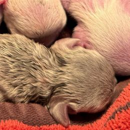 Girl 1 Blue - Blue fawn female French Bulldog puppy in Centuria, Wisconsin from Rott'N'Frenchies