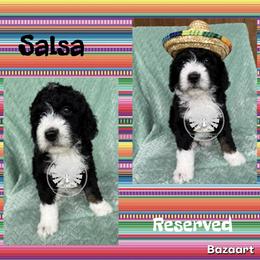 Salsa - Tri-color female Bernedoodle puppy in Godwin, North Carolina from Farm Sweet Farm Doodles