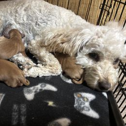 Cavapoos and Poodles from Doodle Me Crazy