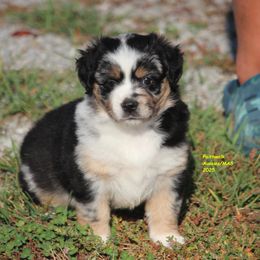 Sabine - Blue merle female Miniature American Shepherd puppy in Hillsdale, Michigan from Faithwalk Aussies and Mini American Shepherds