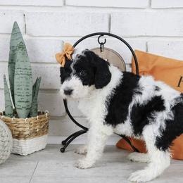 Jessie - Parti female Labradoodle puppy in Bryantown, Maryland from Doodles on Duty