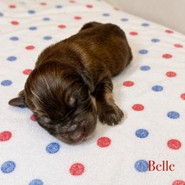 Belle - Chocolate female Australian Labradoodle puppy in Ponchatoula, Louisiana from Cajun Land Doodles