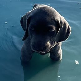 Weimaraner Puppies from Wren’s Weimaraner