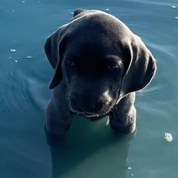 Weimaraner Puppies from Wren’s Weimaraner