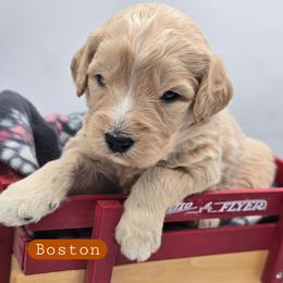 Boston - Apricot male Goldendoodle puppy in Neillsville, Wisconsin from Granton Creek