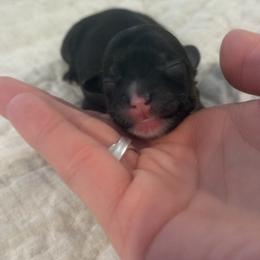 Mochi - Sable female Chinese Crested puppy in Dublin, California from Show Style Chinese Cresteds