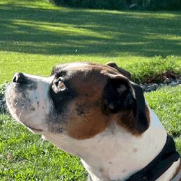 Chevy - Boxer