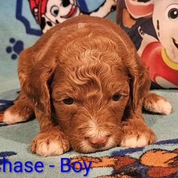 Chase - is on the case - Red male Labradoodle puppy in Phelan, California from Family Doodles