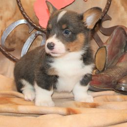 Pembroke Welsh Corgi Puppies from Wild West Corgis of Texas