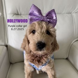 Hollywood - Apricot female Goldendoodle puppy in Lakeland, Florida from The Puppy Chateau