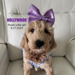 Hollywood - Apricot female Goldendoodle puppy in Lakeland, Florida from The Puppy Chateau