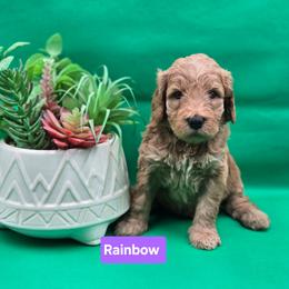Rainbow - Apricot female Goldendoodle puppy in Summerville, South Carolina from Channys Doodles