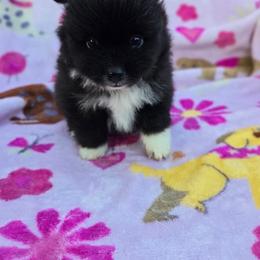 Pooh Bear - Black parti male Pomeranian puppy in Harrisonville, Missouri from Cindy's Pomeranians