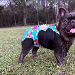 Kiana - French Bulldog