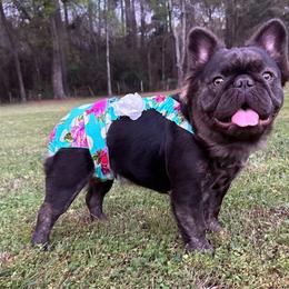 Kiana - French Bulldog