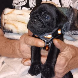 Boy 3 - Black Pug puppy in Duluth, Minnesota from Miller Pugs and Hugs