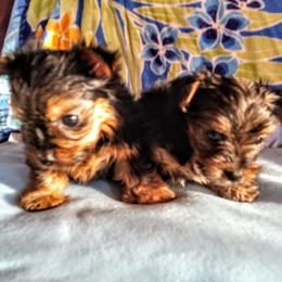 Yorkshire Terrier Puppies from Kelly's Fur-ever Friends