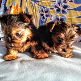 Yorkshire Terrier Puppies from Kelly's Fur-ever Friends