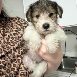 Clawhauser - White black and tan male Wire Fox Terrier puppy in Liberty, Kentucky from A day in the life of a wire fox terrier