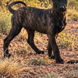 Rogue - Black brindle female Dutch Shepherd puppy in Sierra Vista, Arizona from KnightWatch K-9