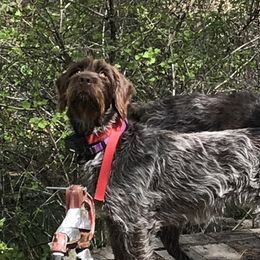 Huckleberry - Wirehaired Pointing Griffon