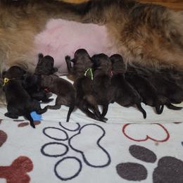 Leonberger puppies from Corazon de Leon Leonbergers