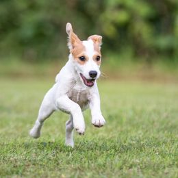 Jack Russell Terrier Puppies from Little Eden Jack Russell Terriers