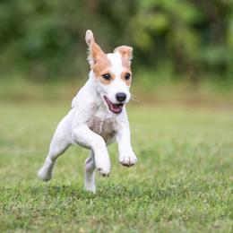 Jack Russell Terrier Puppies from Little Eden Jack Russell Terriers