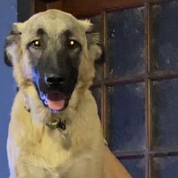 Anatolian Shepherd Dogs from Sherry Brook Farm