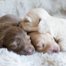 Dachshund puppies from CTX Doxies
