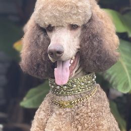 Axel - Poodle
