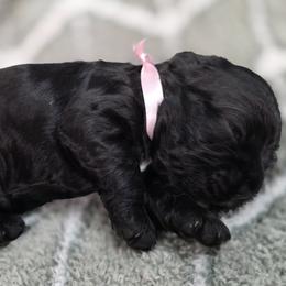 Kirby - Black male Cocker Spaniel puppy in Fresno, California from Carvajal Cockers