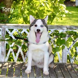 Tony - Gray and white male Pomsky puppy in Murfreesboro, Tennessee from Middle Tennessee Pomskies