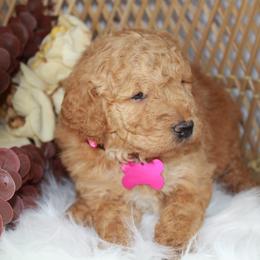Pink Girl - Red  female Goldendoodle puppy in Belgreen, Alabama from Scott’s Farm Poodles and Doodles