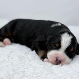 Rio - Tri-color male Bernedoodle puppy in Fleming, Colorado from Vandenbark Doodles