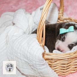Miniature Australian Shepherd Puppies from Yarborough Kennels