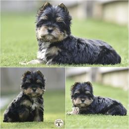 Pancake - Black and tan male Yorkshire Terrier puppy in Petersburg, Virginia from Louie yorkie crustables