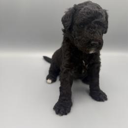 Tootsie - Black and white female Aussiedoodle puppy in Paragould, Arkansas from AC Doodles & Corgis