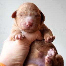 Reine - Yellow and white female Bernedoodle puppy in Folsom, Louisiana from DoodlesFarmCo