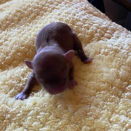 Penny - Chocolate female Chihuahua puppy in Red Bluff, California from Aye Chihuahua