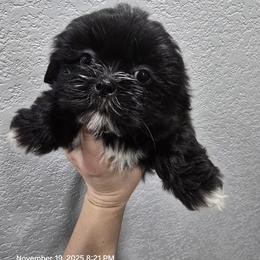 Shih Tzu Puppies from Borderland's Kennel