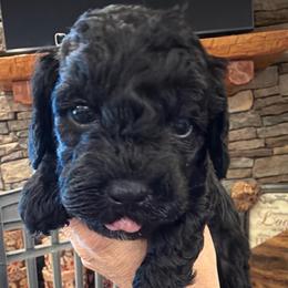 Black girl - Black female Poodle puppy in Oneida, Tennessee from Pippa’s Place Poodles