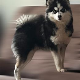 Itty - Pomsky