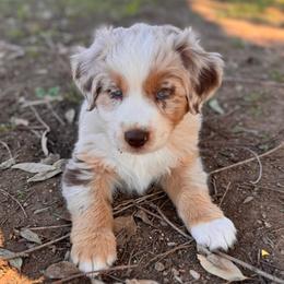 Sunny (Cedar) - Red merle male Australian Shepherd puppy in Ramona, California from Blue Moon Aussies