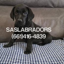 Red collar - Black female Labrador Retriever puppy in Palmdale, California from Sweet As Sugar Labradors