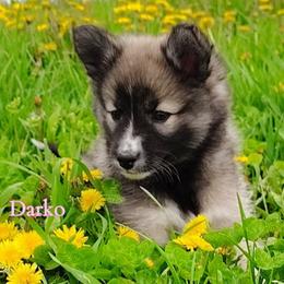Darko - female Nenets Herding Laika puppy in Rockville, Maryland from Skais the Limit