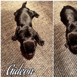 Gideon - Black male Cocker Spaniel puppy in Clinton, Oklahoma from Enchanted Spaniels