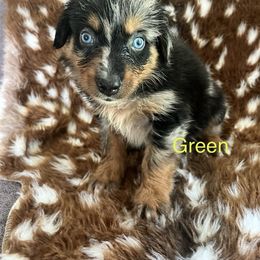 Green - Blue merle male Australian Shepherd puppy in Jesup, Georgia from Painted Platinum Kennel Golden Retrievers & Australian Shepherds