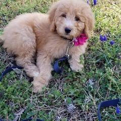 Goldendoodles from Daisylou Doodles