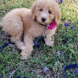 Goldendoodles from Daisylou Doodles